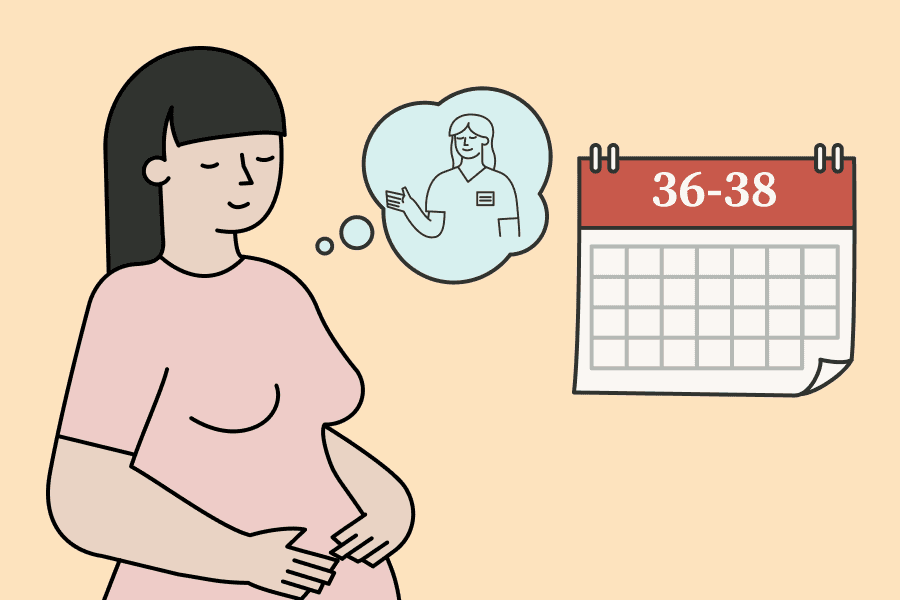 Visits midwife 36-38